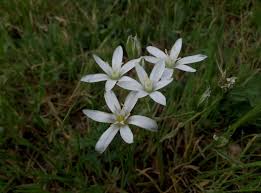 Image result for Ornithogalum flexuosum