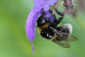 Image result for Bombus subterraneus