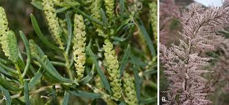 Image result for Plinthus cryptocarpus