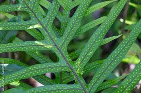 Image result for Microsorum scolopendria