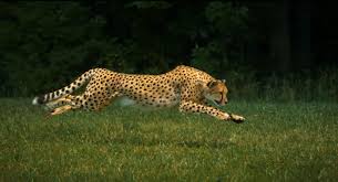 4 Fastest Land Animals You Ll Never Overtake Animals Cheetahs Jaguar Animal