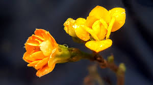 Image result for Kalanchoe latisepala