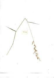 Image result for Schmidtia pappophoroides