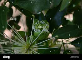 Image result for Maerua nervosa