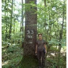 The walnut log woodturning supplies. Pdf A Review Of Black Walnut Juglans Nigra L Ecology And Management In Europe