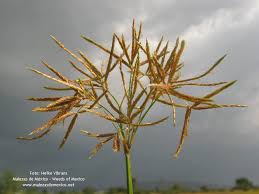 Image result for Cyperus articulatus