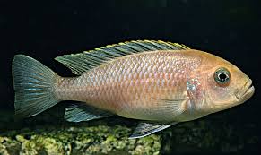 Image result for Cordia afra