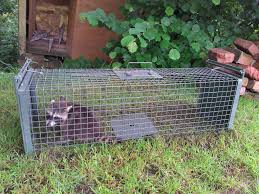 Waschbar In Lebendfalle Waschbar Schadlingsbekampfung Schadlinge