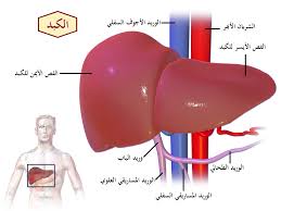 الم في منطقة الكبد سي