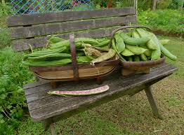 Image result for Canavalia gladiata