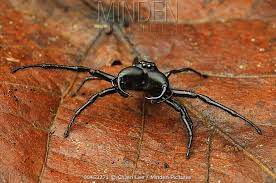 Jumping Spider Hyllus Walckenaeri Indonesia