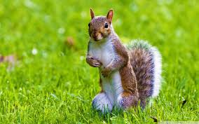 You can search within the site for more squirrel iphone wallpapers. Squirrel Wallpapers Top Free Squirrel Backgrounds Wallpaperaccess