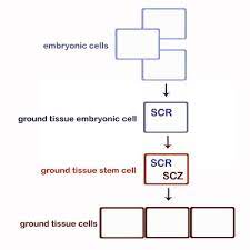 We did not find results for: Schizoriza Controls Tissue System Complexity In Plants Sciencedirect