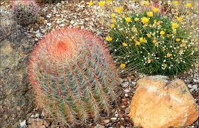 The most common tucson garden cactus material is ceramic. Ferocactus Pilosus Mexican Lime Cactus Fire Barrel Mexican Fire Barrel Cactus Ferocactus Stainesii Ferocactus Pili Kew Gardens Garden Visits Sonora Desert