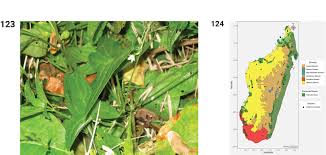 Image result for Peponium sp. A