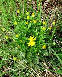 Image result for Euryops chrysanthemoides