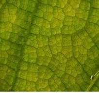 1.3만개의 투과광 로열티 프리 이미지 및 스톡 사진 | Shutterstock