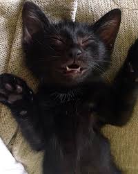 Pin By Michael Gotze On Blackcat In 2020 Cute Baby Animals Pretty Cats Cute Cats