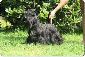 Image result for skotský teriér