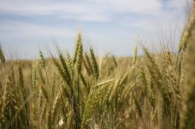 In 2006, almost 75 percent of working kenyans made their living by farming, compared with 80 percent in 1980. The New Humanitarian The State Of African Wheat Research