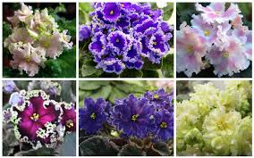 Most flowers are hermaphrodite where they contain both male and female parts. 20 Different African Violet Varieties Photos Garden Lovers Club