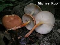 Image result for Strobilurus conigenoides