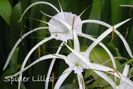 We did not find results for: Types Of Lily Flowers To Grow Indoors
