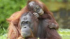 The major threat in borneo is the loss of the ecological integrity of the islands' lowland ecosystems and hunting. Stella Chen Orang Utan More By Stella Chen Yui Slupiards