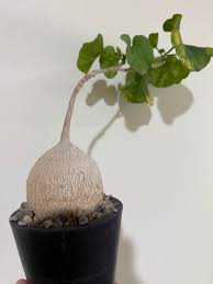 Image result for Pyrenacantha