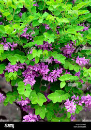 Image result for Indigofera kirkii