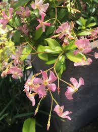 It is actually native to china and is known scientifically as trachelospermum jasminoides. Trachelospermum Jasminoides Pink Showers Xera Plants