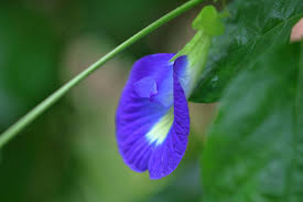 Image result for Clitoria