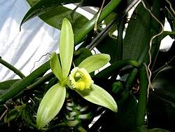 Image result for Vanilla grandifolia