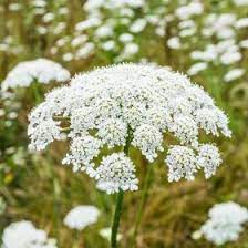 Bishop S Flower False Queen Anne S Lace Seeds Ammi Majus 390 Seeds Garden Seeds Market Free Shipping Annual Plants Flower Farm Flowers
