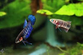 Pin On Aquascape