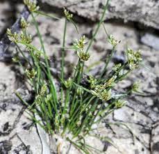 Image result for Isolepis sp.no.1
