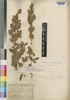 Image result for Erythroxylum emarginatum