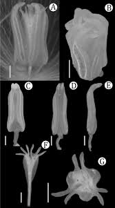Alophia Graniticola Tigridieae Iridaceae A New Species From The Brazilian Amazon