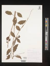 Image result for Gynura scandens