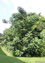 Image result for Polystachya hastata