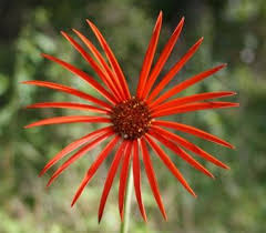 Image result for Gerbera piloselloides