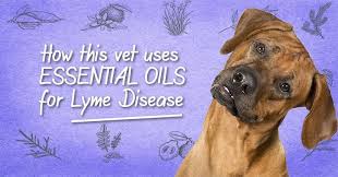 Lyme Disease In Dogs Essential Oils Or Antibiotics Dogs Naturally Lyme Disease In Dogs Lyme Disease Essential Oils Dogs