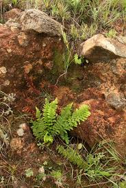 Image result for Mohria marginalis