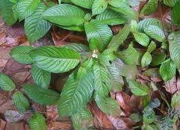 Image result for Sabicea bequaertii