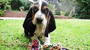 In the basset hound puppy videos clip, you will notice that when the trainer corrects the behavior, the puppy immediately stops his undesired behavior and begins to act accordingly. Basset Hound Puppy Youtube