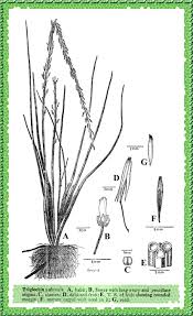 Image result for Juncaginaceae