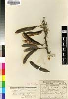 Image result for Acacia luederitzii