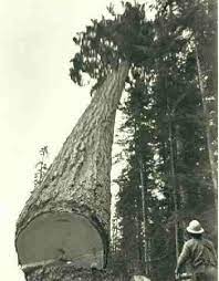Big Wood Old Trees Sequoia Tree Old Photos