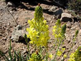 Image result for Bulbine capitata