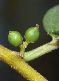 Image result for Trema sp A